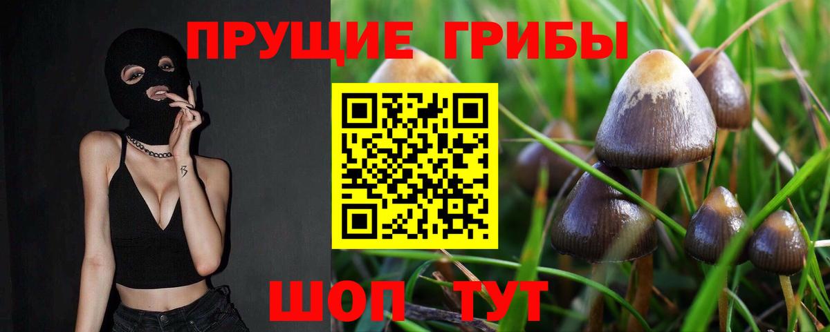 Псилоцибиновые грибы Cubensis Ртищево